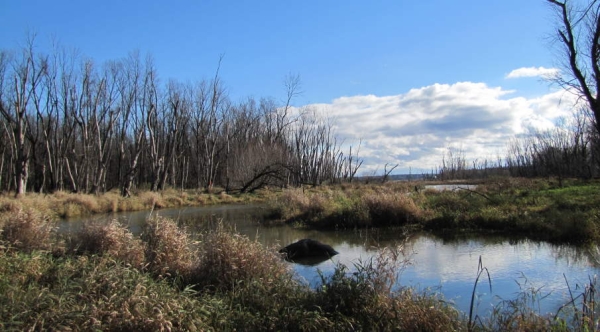 Plan d’intervention pour les bandes riveraines du lac St-Paul 
