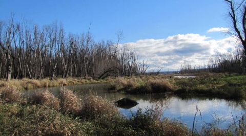 Plan d’intervention pour les bandes riveraines du lac St-Paul